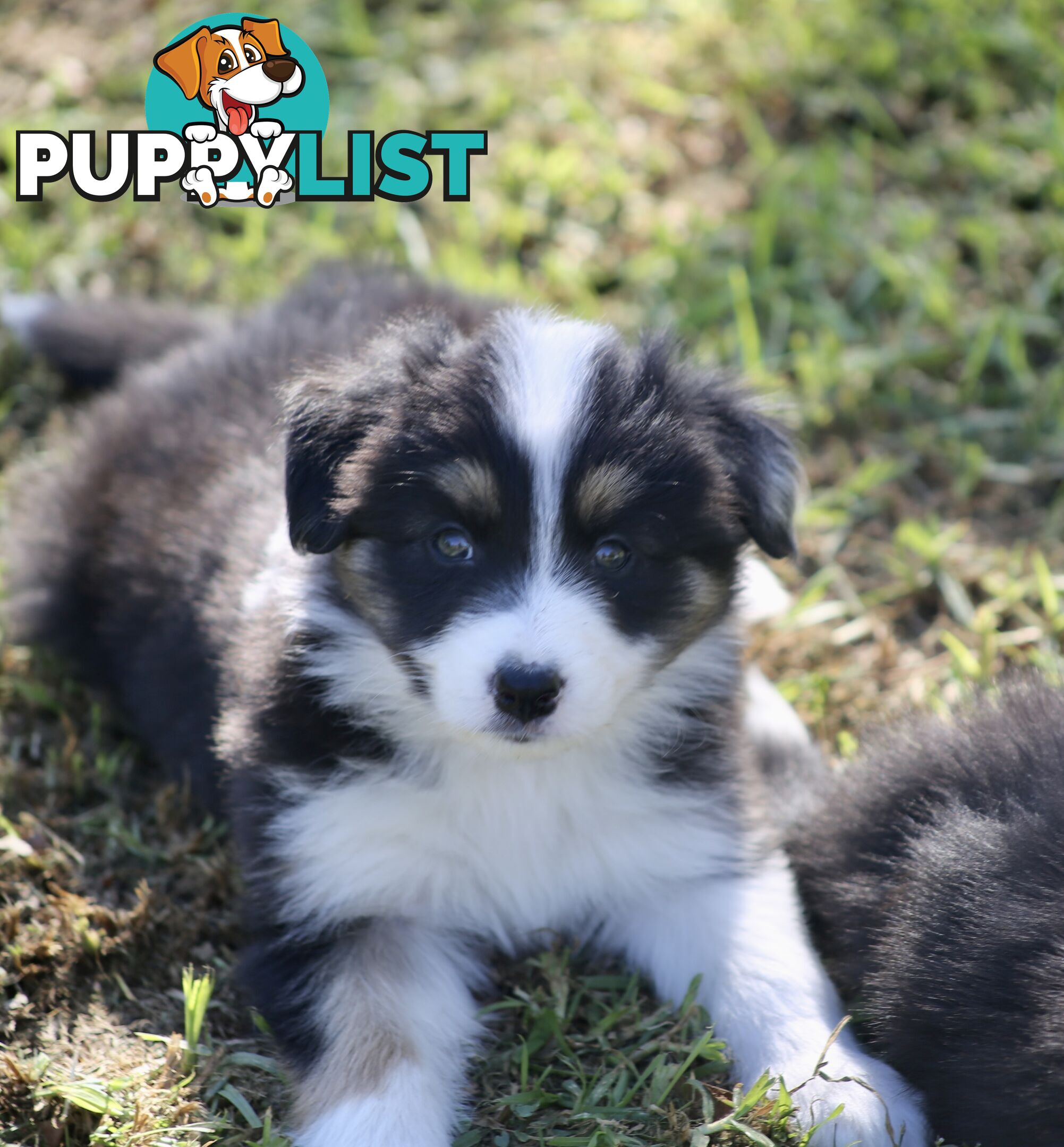 Pure Border collie puppies