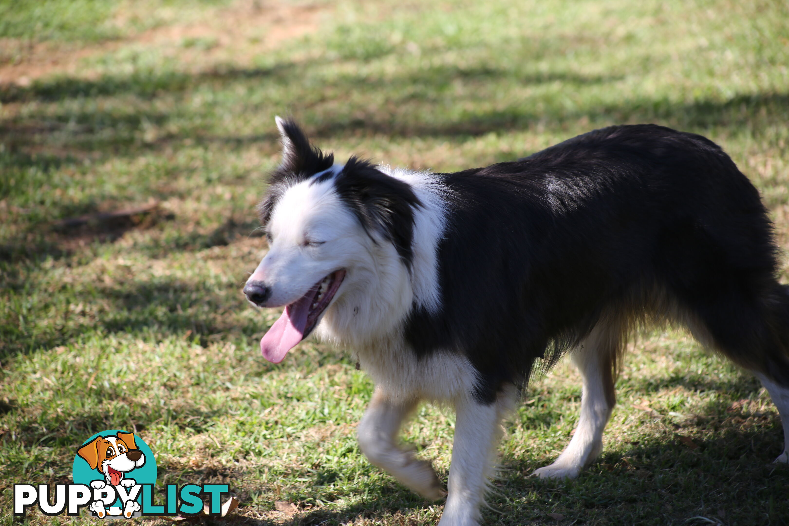 Pure Border collie puppies