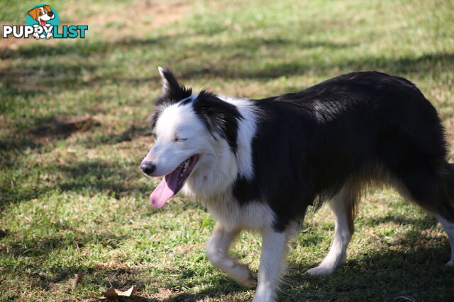 Pure Border collie puppies