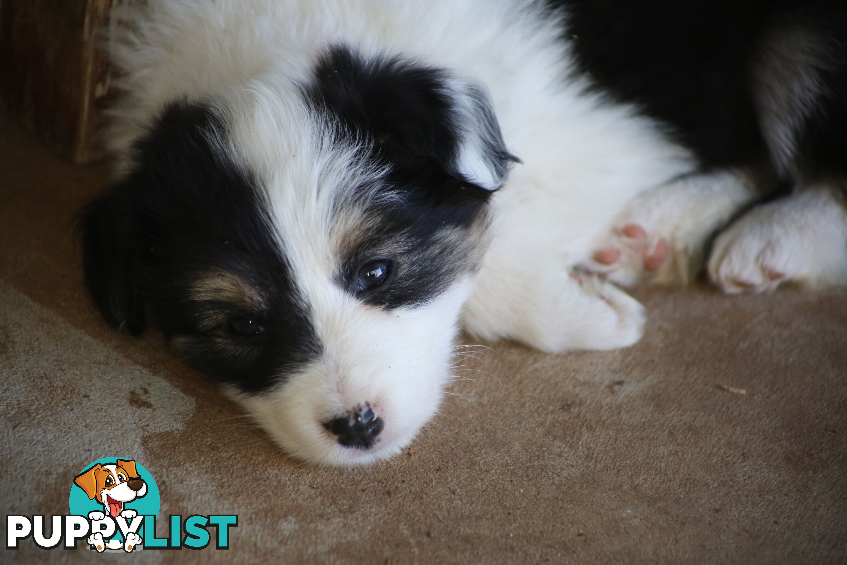 Pure Border collie puppies