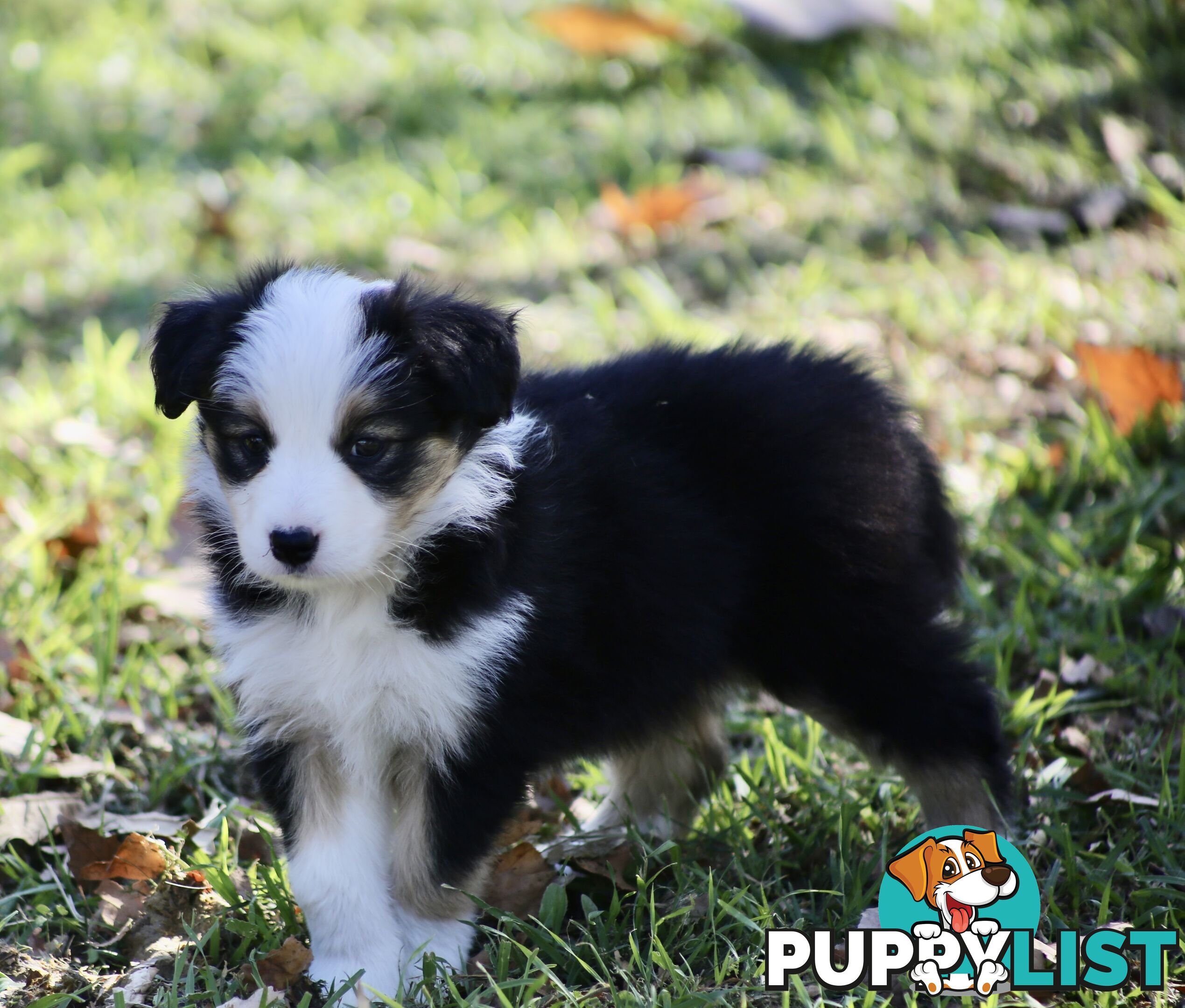 Pure Border collie puppies
