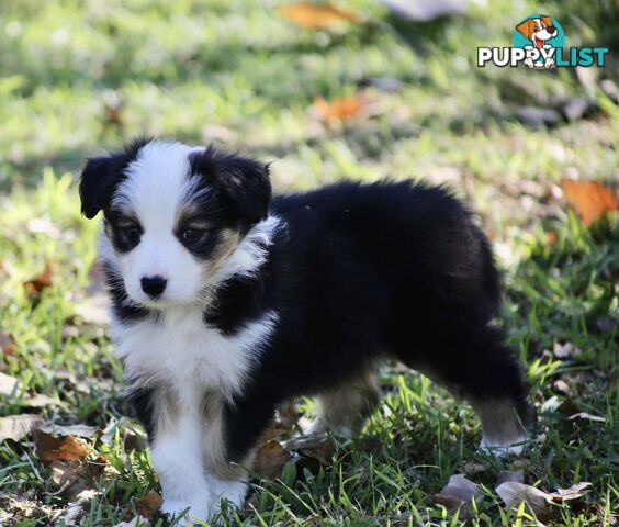 Pure Border collie puppies