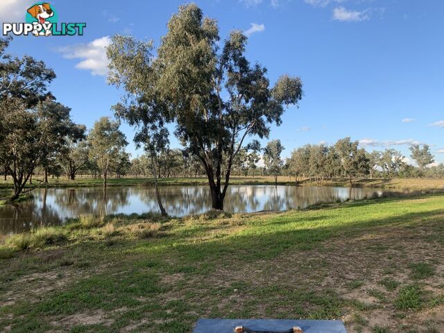 Charleville QLD 4470