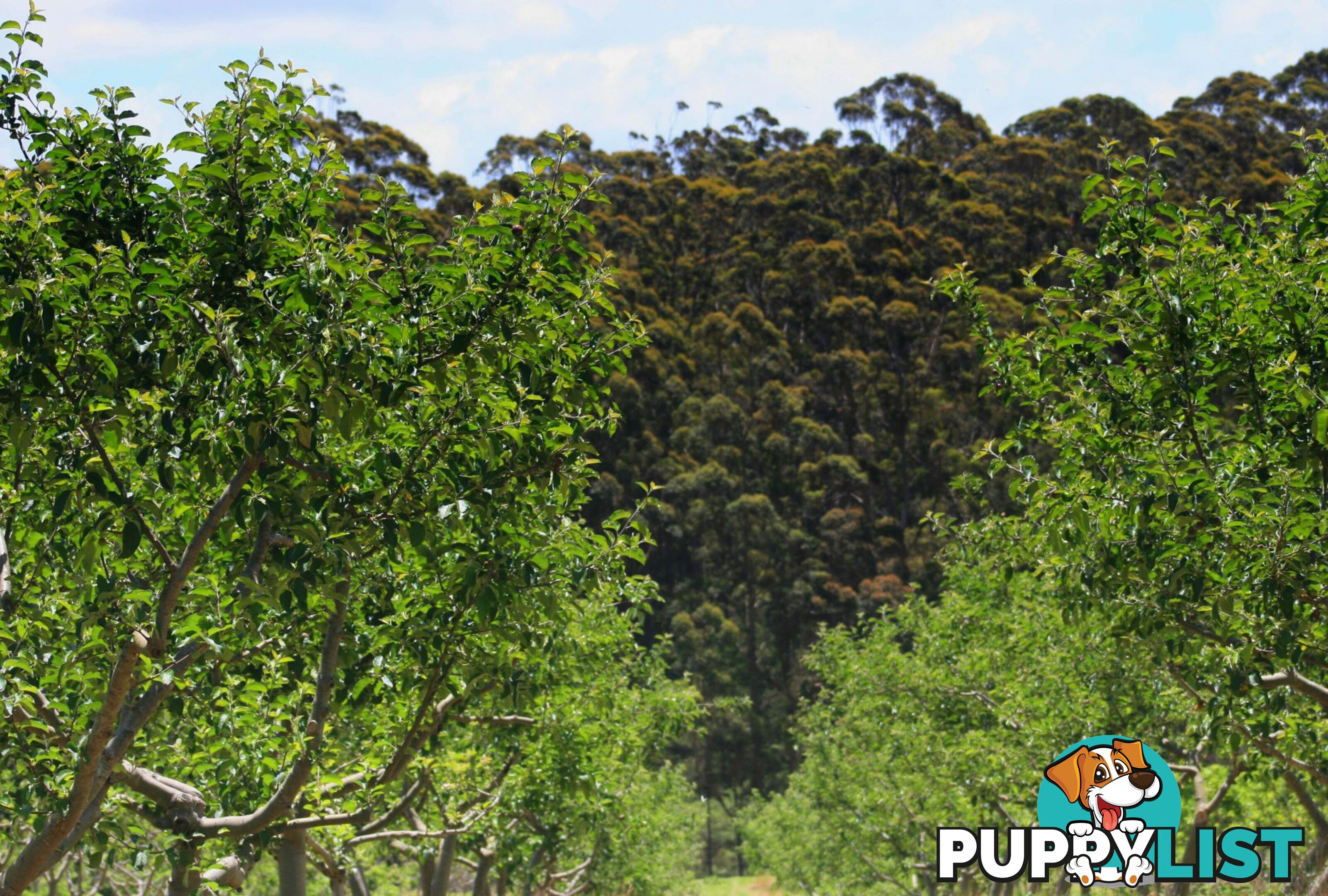 The Denmark Heritage Cider Company 218 Glenrowan Road Scotsdale WA 6333