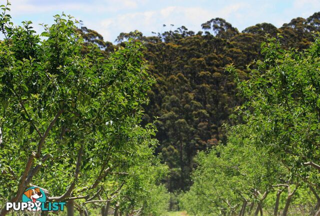 The Denmark Heritage Cider Company 218 Glenrowan Road Scotsdale WA 6333