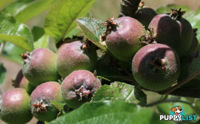 The Denmark Heritage Cider Company 218 Glenrowan Road Scotsdale WA 6333