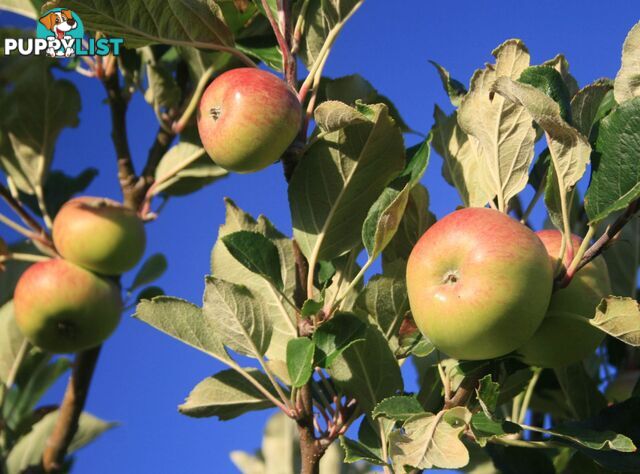 The Denmark Heritage Cider Company 218 Glenrowan Road Scotsdale WA 6333