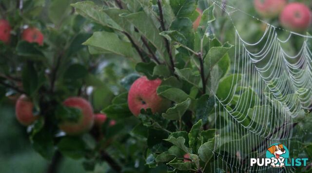 The Denmark Heritage Cider Company 218 Glenrowan Road Scotsdale WA 6333