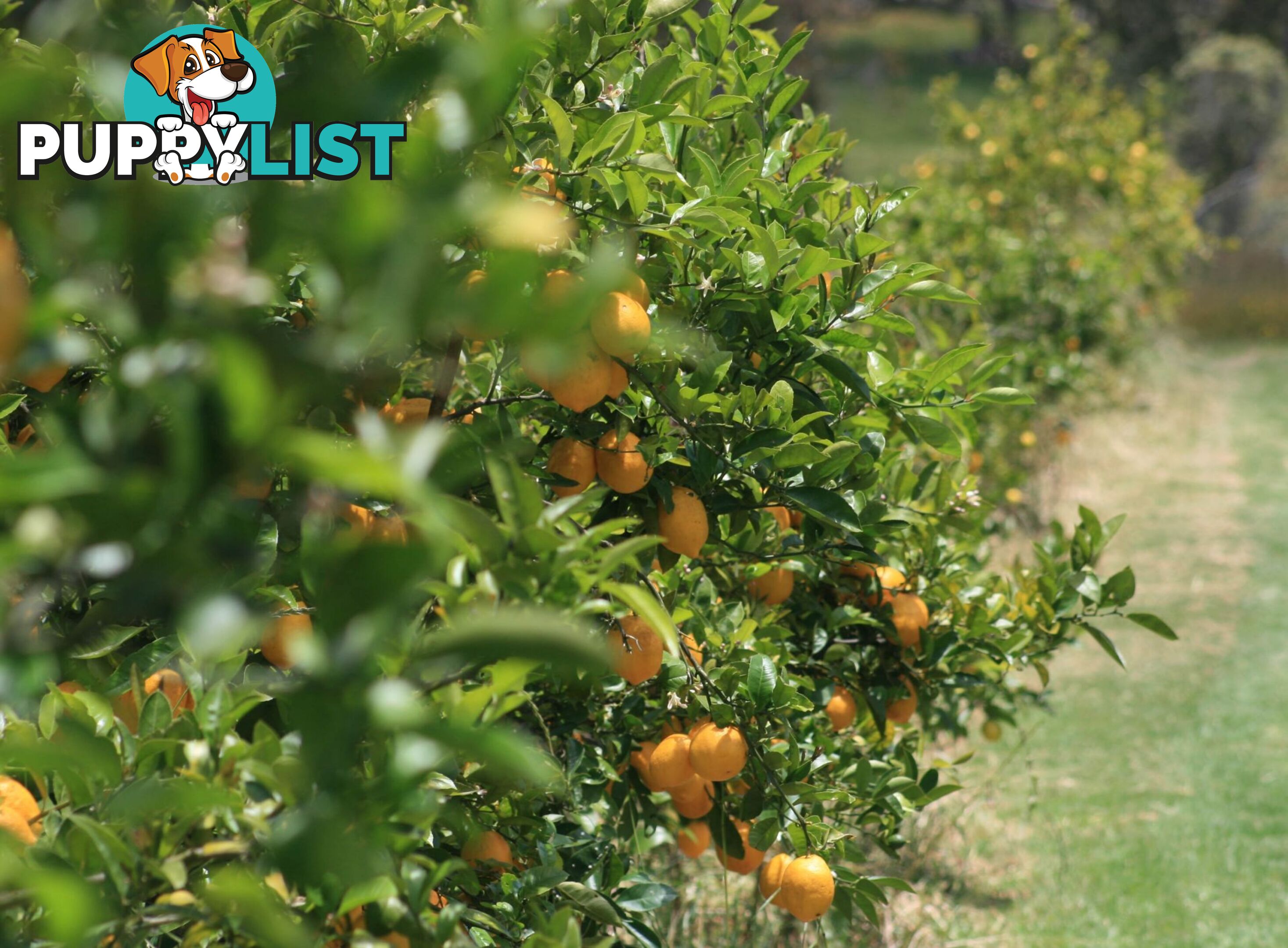 The Denmark Heritage Cider Company 218 Glenrowan Road Scotsdale WA 6333