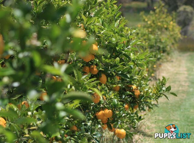 The Denmark Heritage Cider Company 218 Glenrowan Road Scotsdale WA 6333