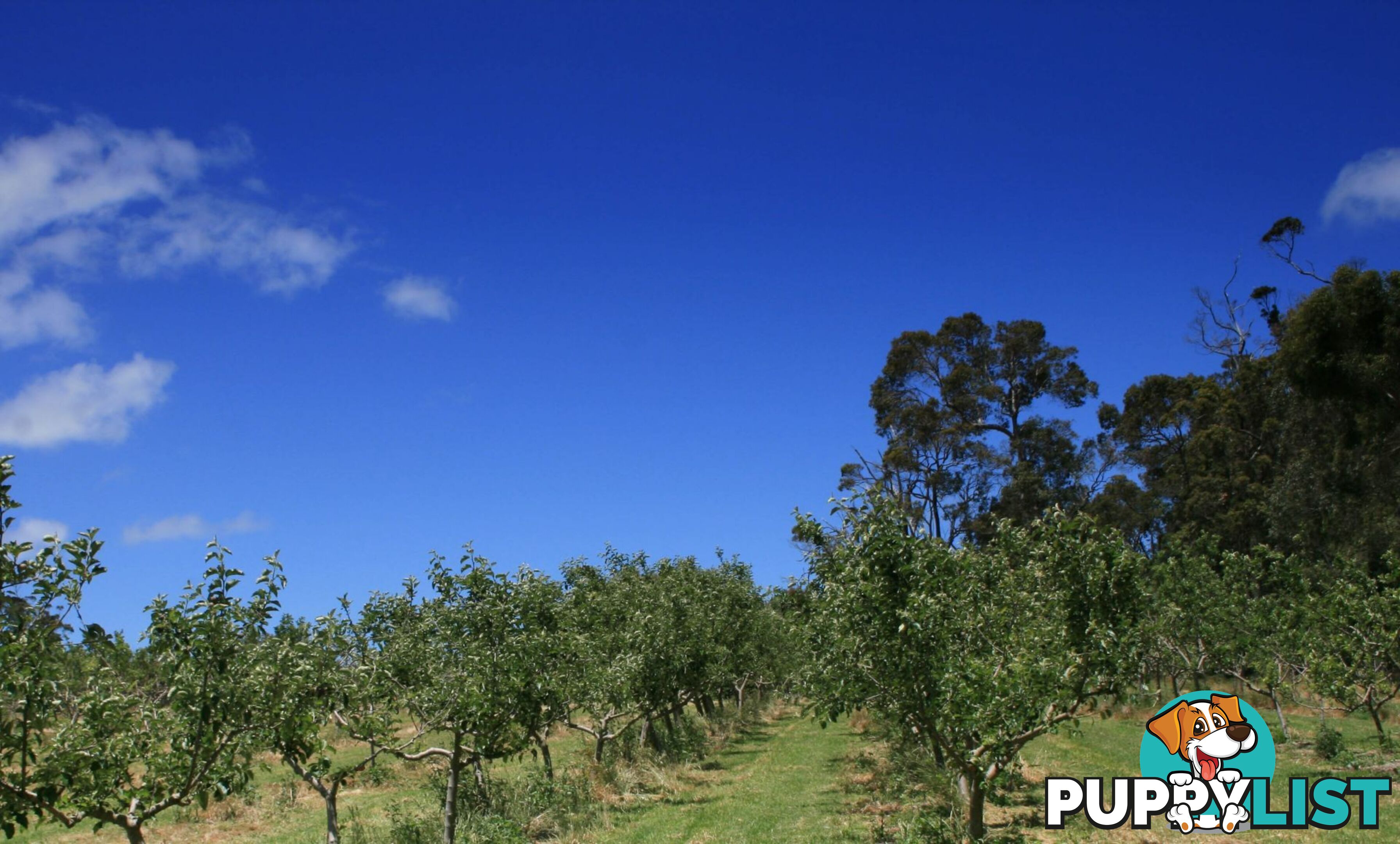 The Denmark Heritage Cider Company 218 Glenrowan Road Scotsdale WA 6333