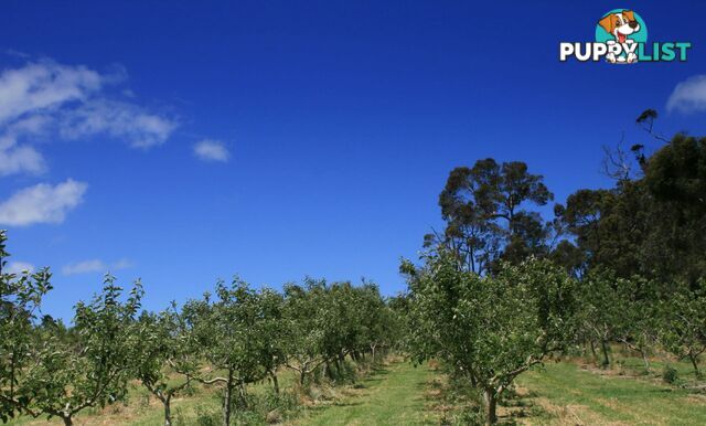 The Denmark Heritage Cider Company 218 Glenrowan Road Scotsdale WA 6333