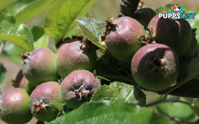 The Denmark Heritage Cider Company 218 Glenrowan Road Scotsdale WA 6333