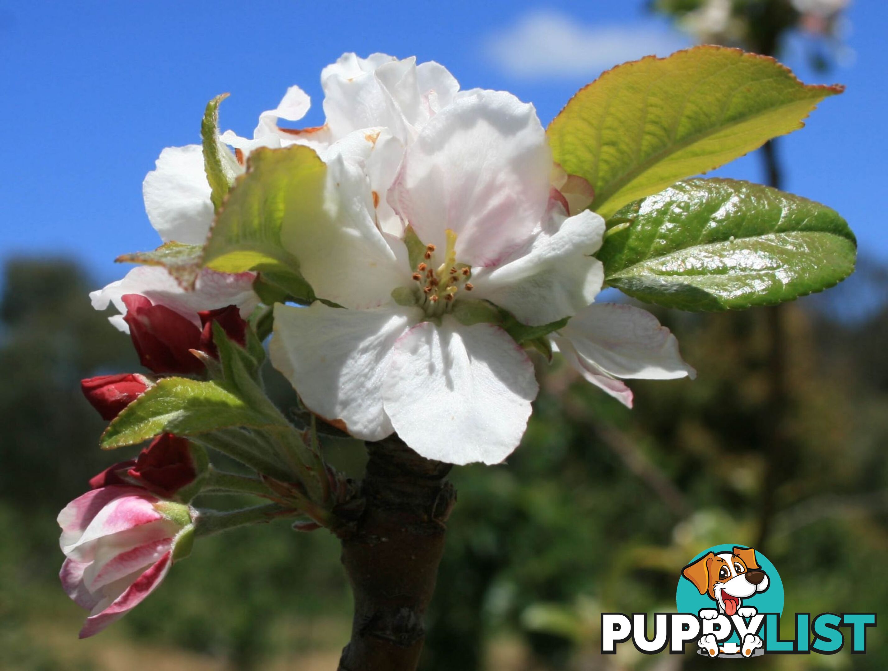 The Denmark Heritage Cider Company 218 Glenrowan Road Scotsdale WA 6333