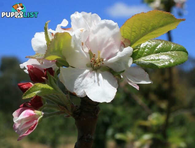 The Denmark Heritage Cider Company 218 Glenrowan Road Scotsdale WA 6333