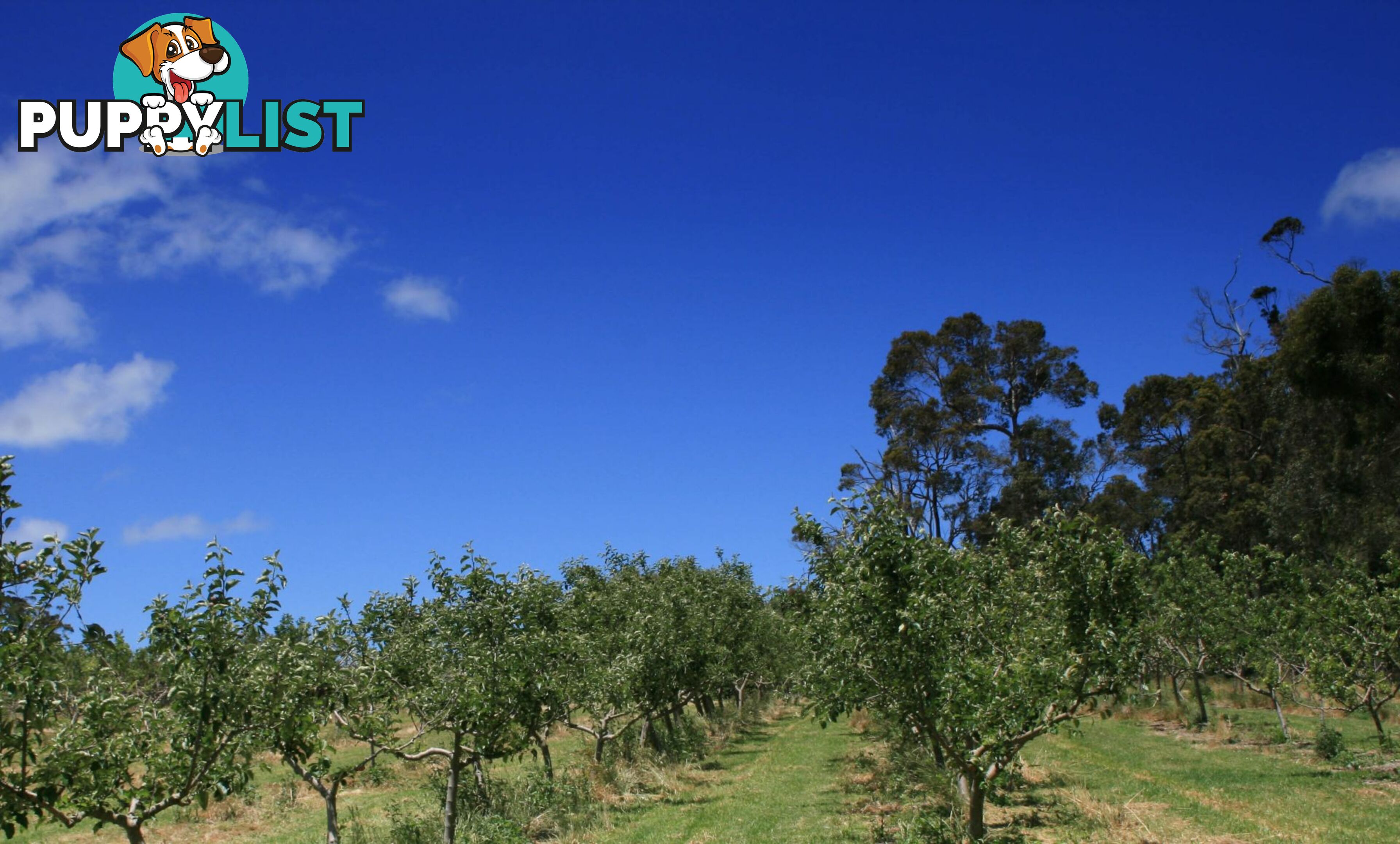 The Denmark Heritage Cider Company 218 Glenrowan Road Scotsdale WA 6333