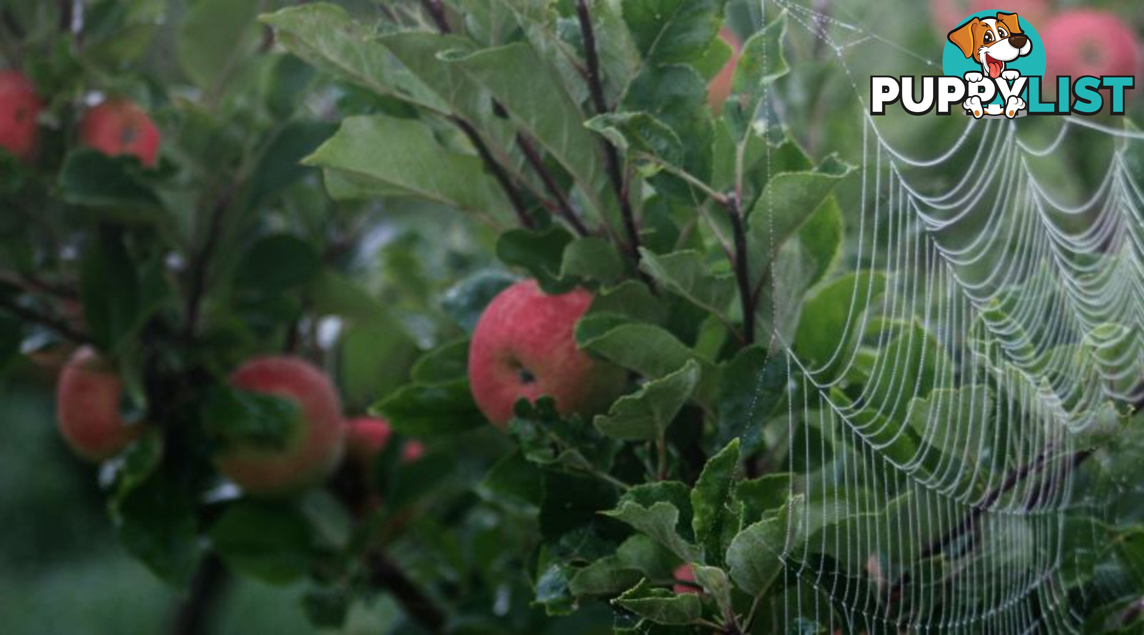 The Denmark Heritage Cider Company 218 Glenrowan Road Scotsdale WA 6333