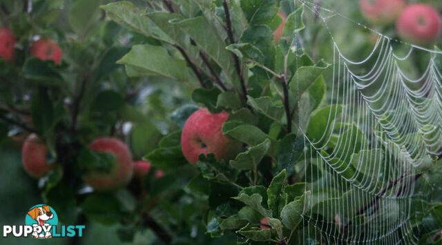 The Denmark Heritage Cider Company 218 Glenrowan Road Scotsdale WA 6333