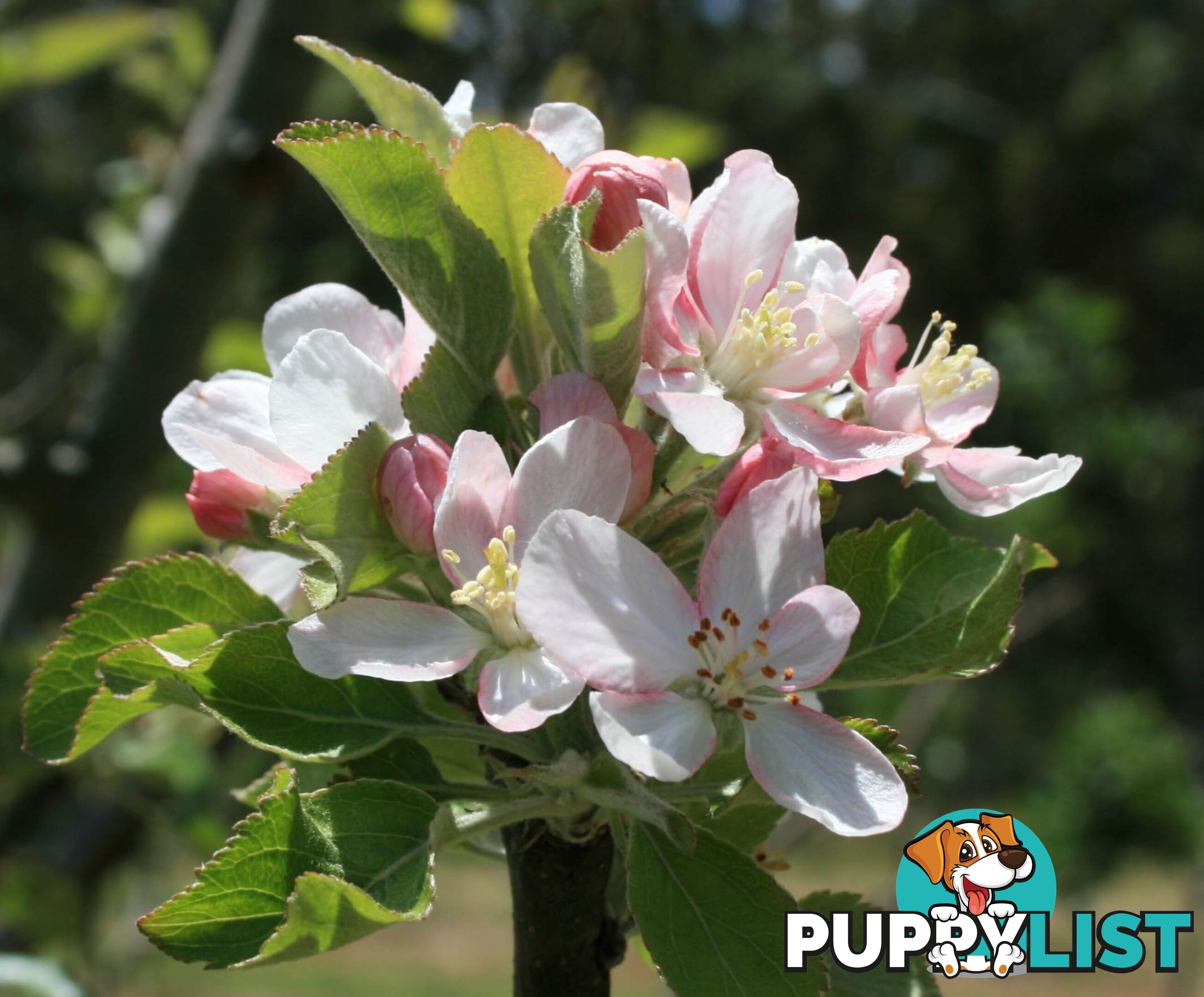 The Denmark Heritage Cider Company 218 Glenrowan Road Scotsdale WA 6333