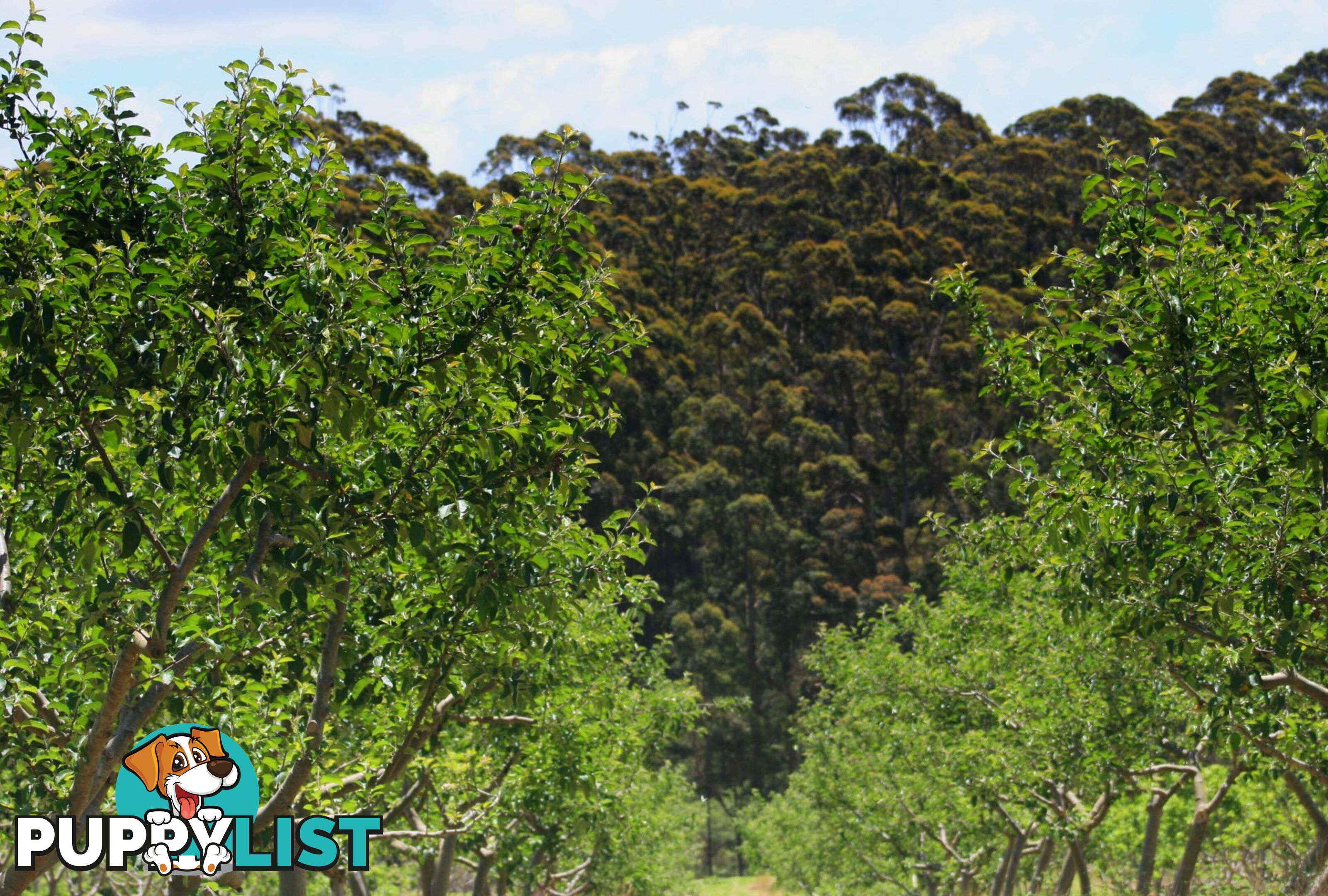 The Denmark Heritage Cider Company 218 Glenrowan Road Scotsdale WA 6333