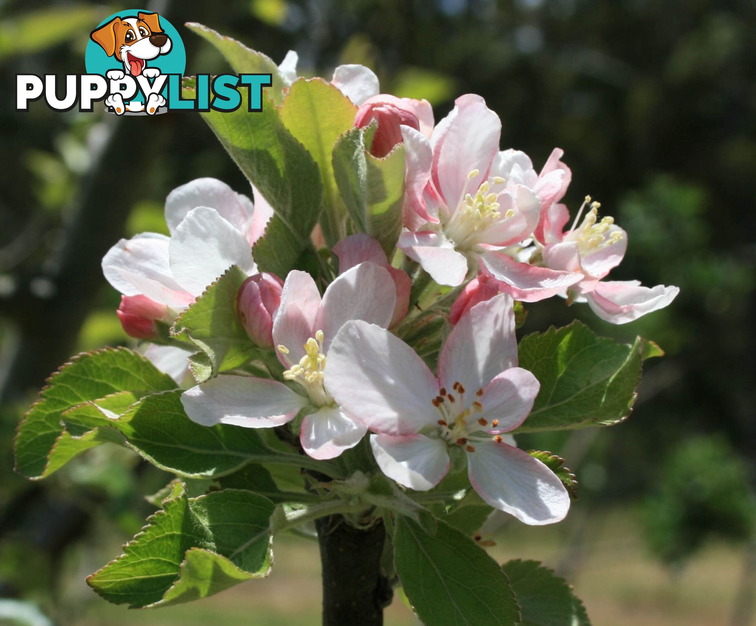 The Denmark Heritage Cider Company 218 Glenrowan Road Scotsdale WA 6333