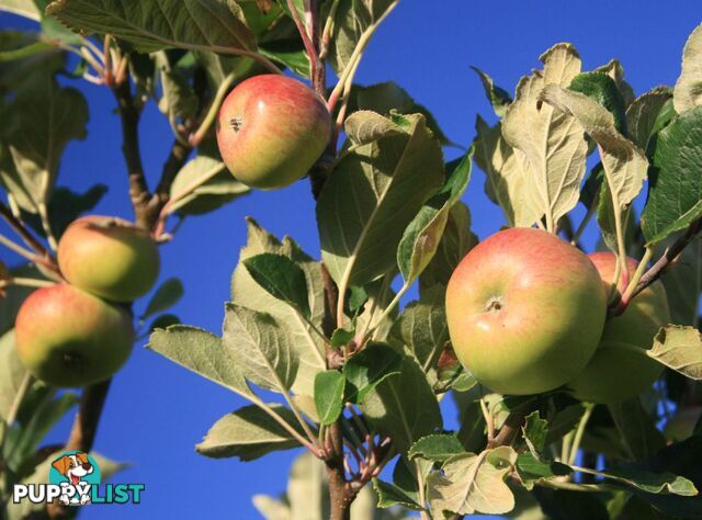 The Denmark Heritage Cider Company 218 Glenrowan Road Scotsdale WA 6333