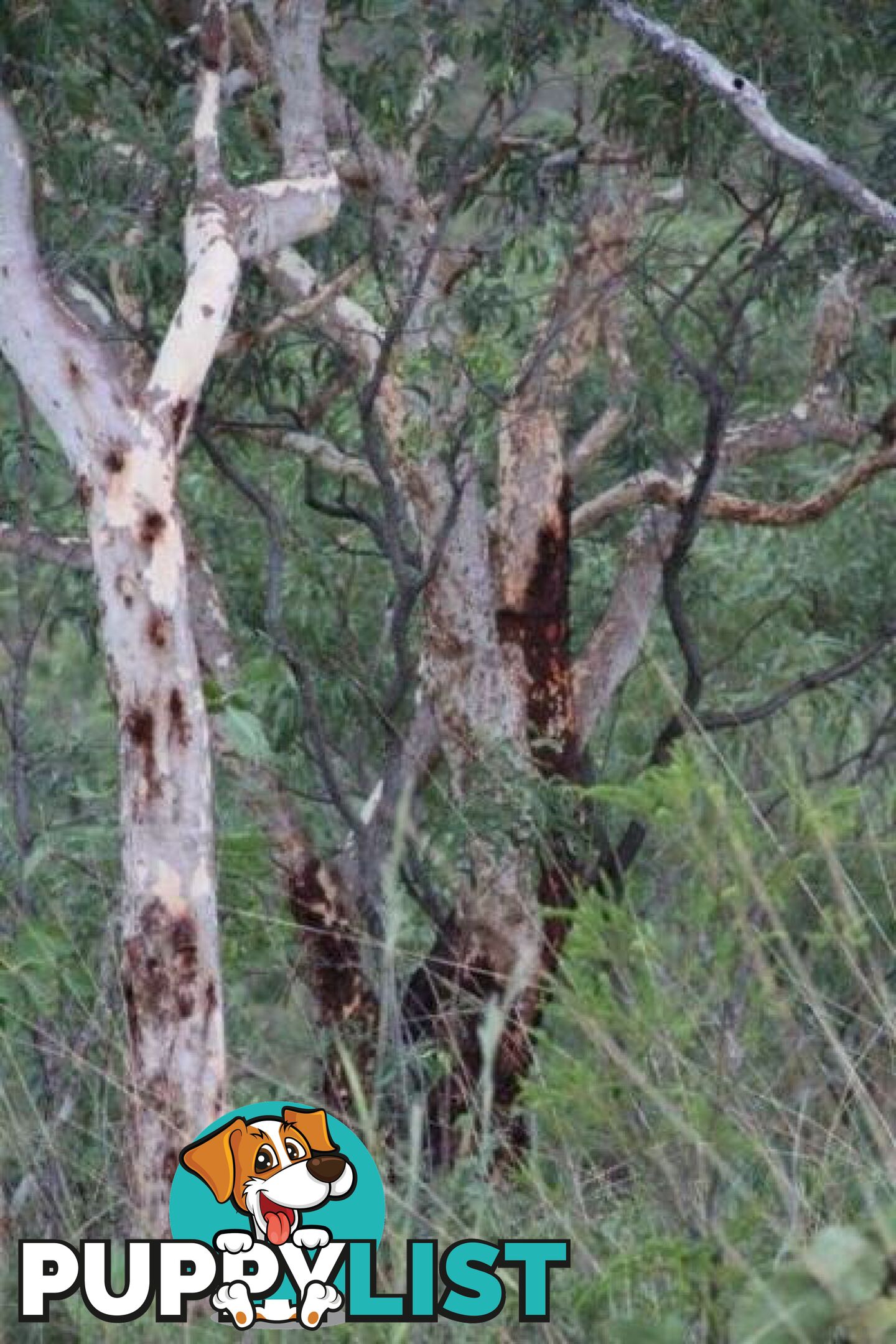 Adelaide River NT 846