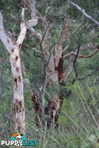 Adelaide River NT 846