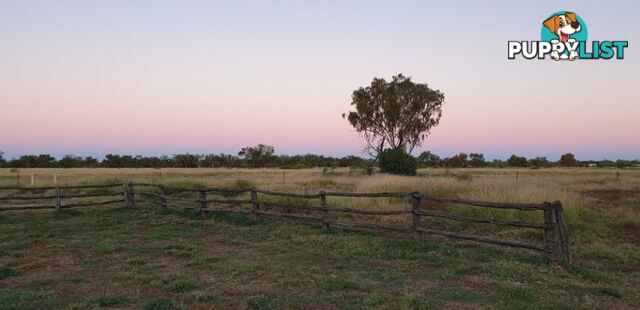 Charleville QLD 4470