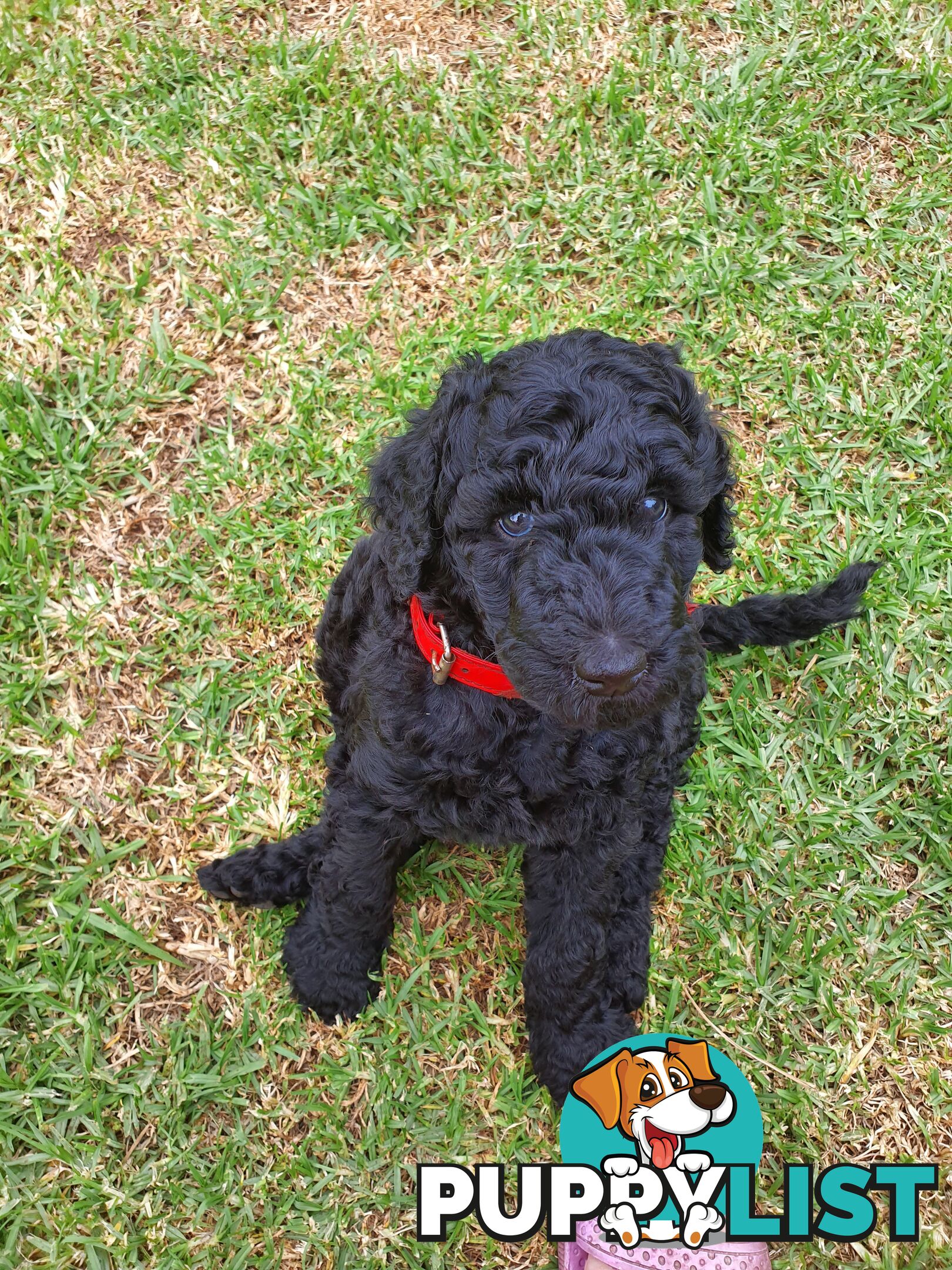 Poodle Standard puppies