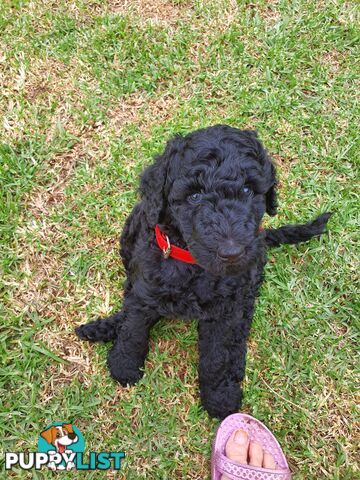 Poodle Standard puppies