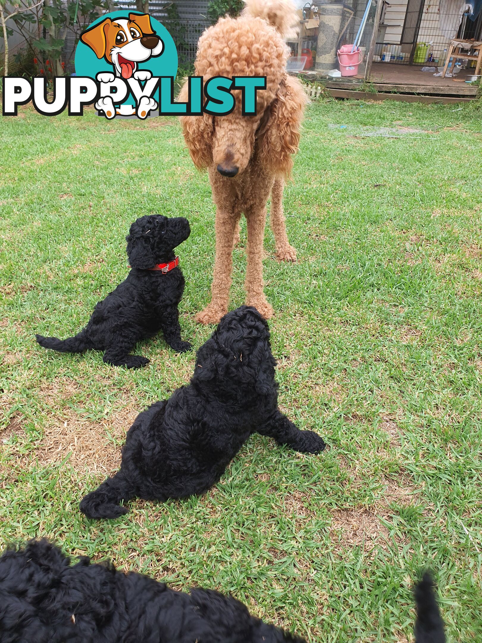 Poodle Standard puppies