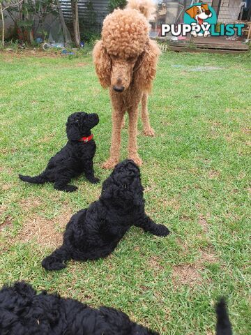 Poodle Standard puppies