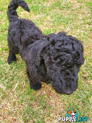 Poodle Standard puppies