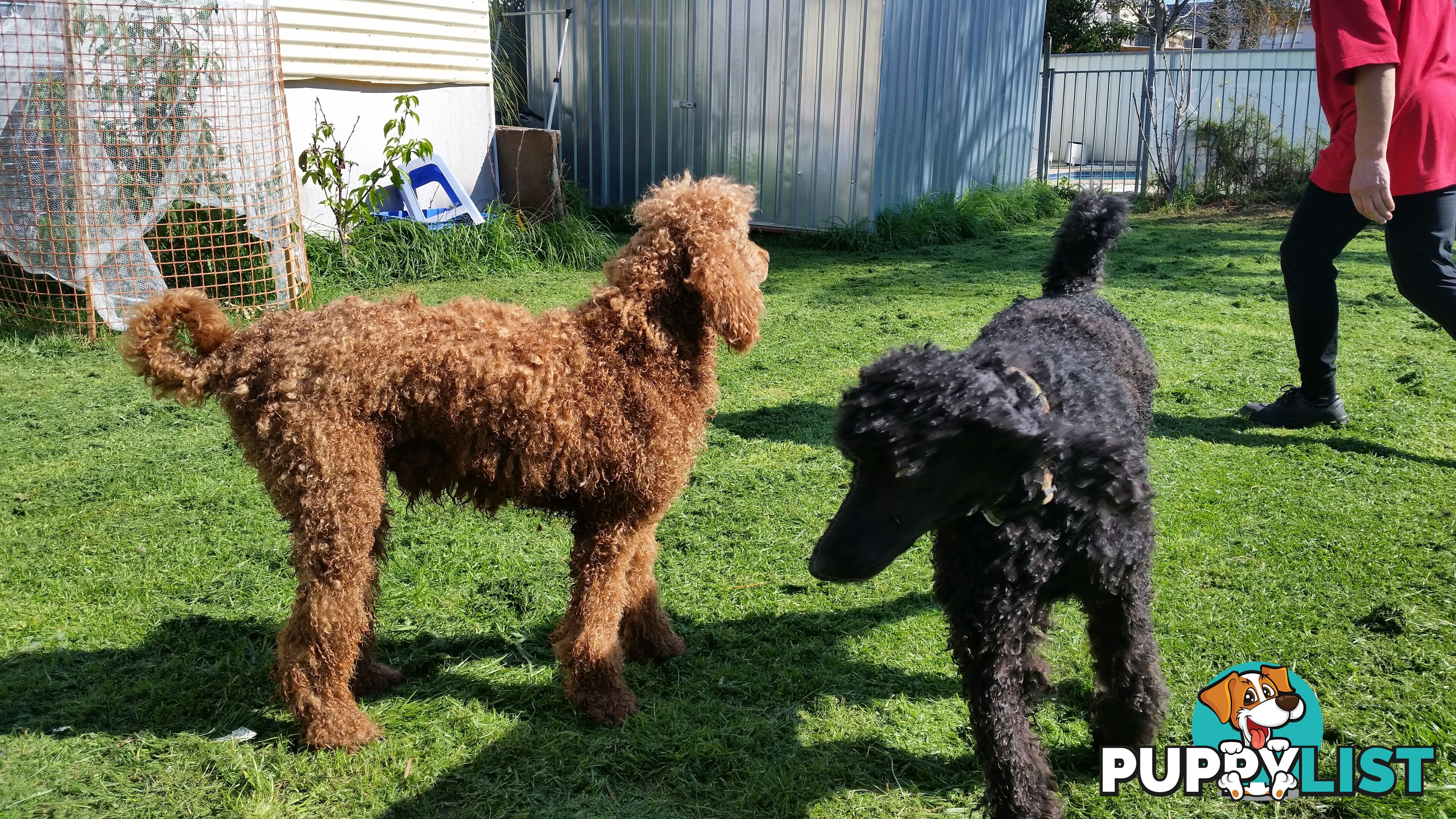 Poodle Standard puppies