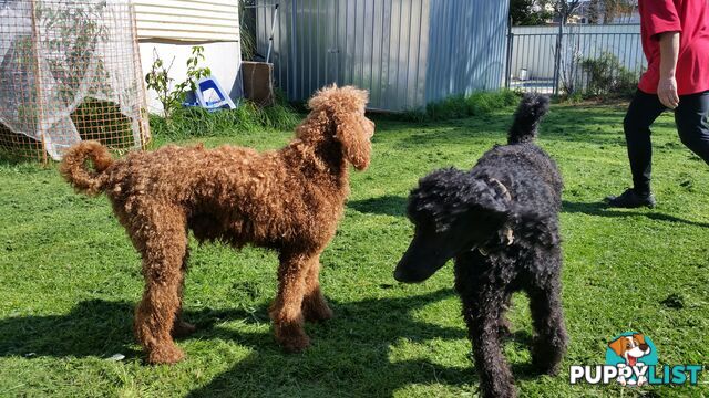 Poodle Standard puppies