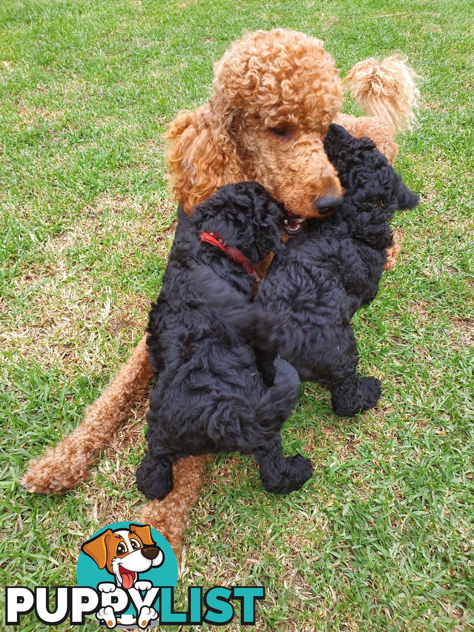 Poodle Standard puppies