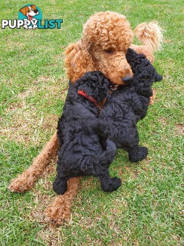 Poodle Standard puppies