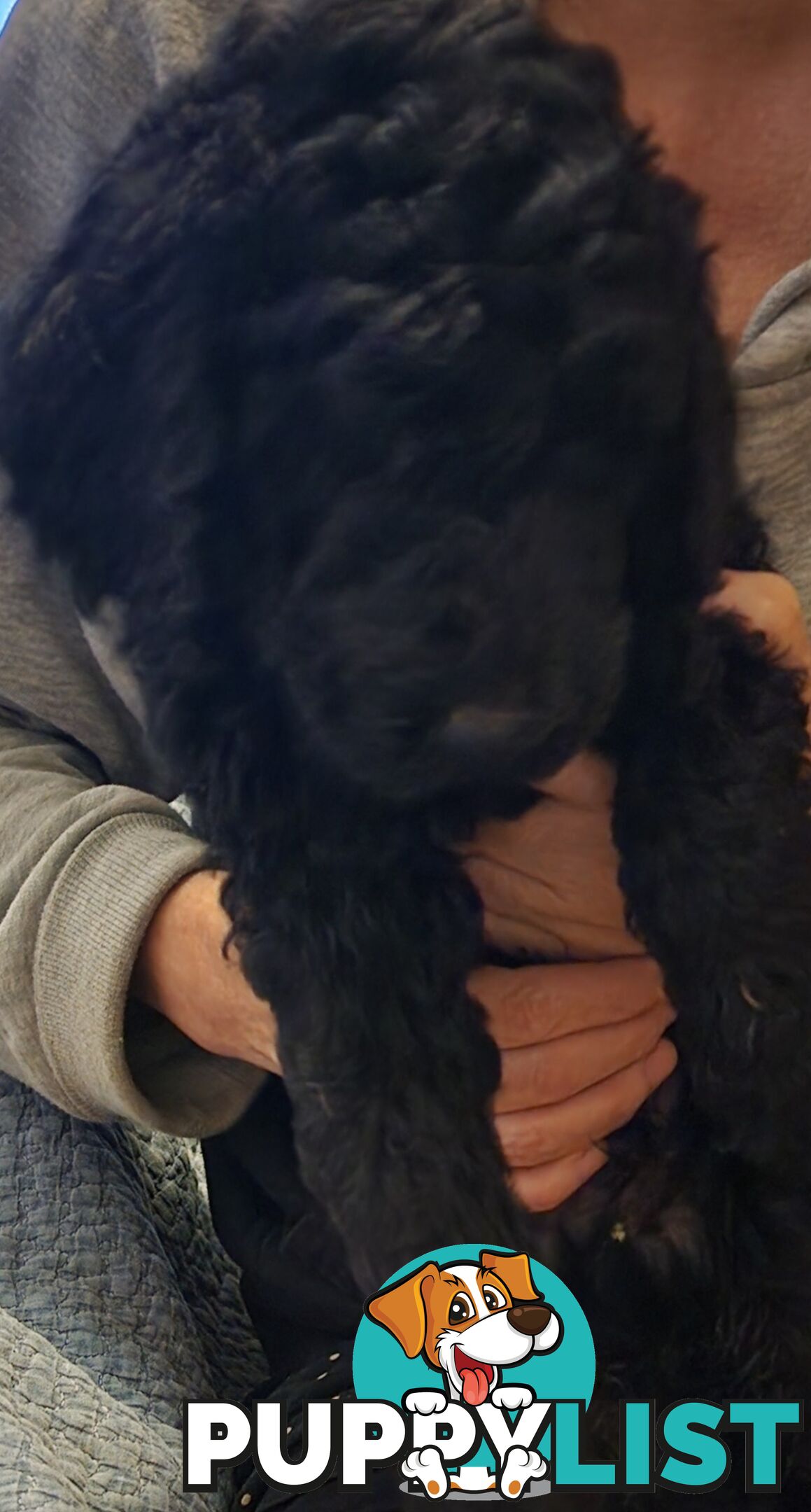 STANDARD POODLE PUPPIES