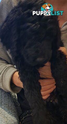 STANDARD POODLE PUPPIES