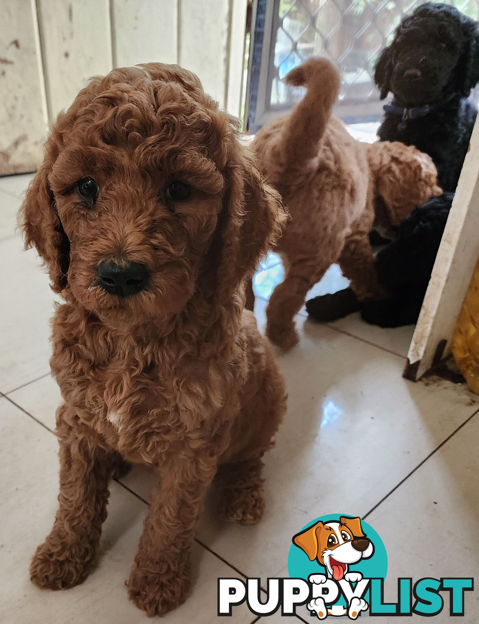 STANDARD POODLE PUPPIES