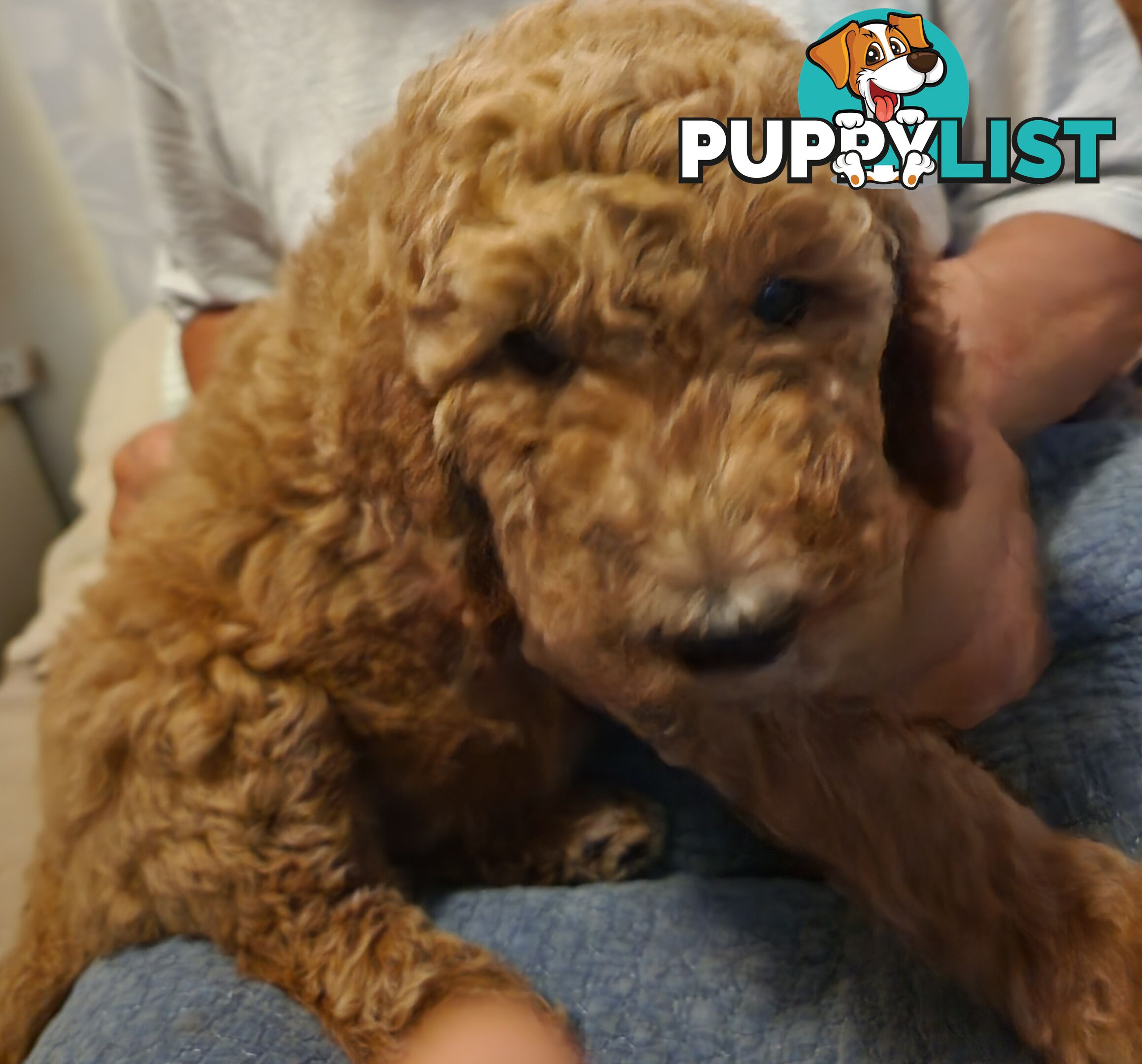 STANDARD POODLE PUPPIES