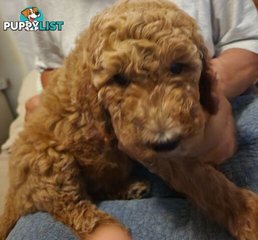 STANDARD POODLE PUPPIES