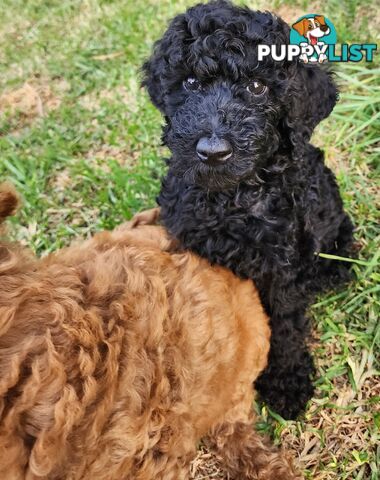 STANDARD POODLE PUPPIES