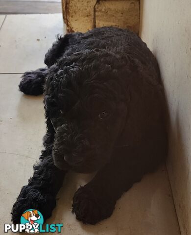 STANDARD POODLE PUPPIES