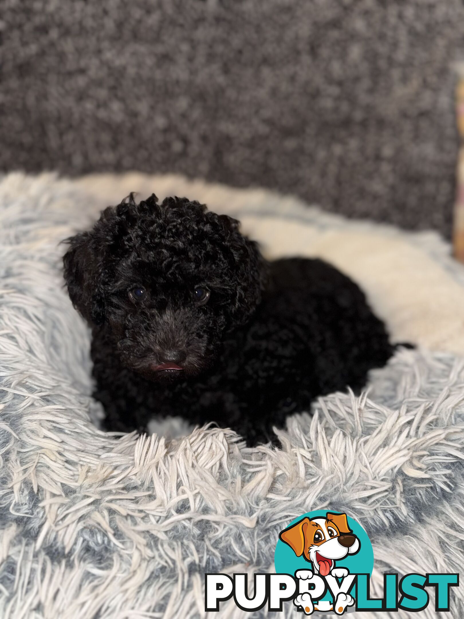 Toy poodle pups