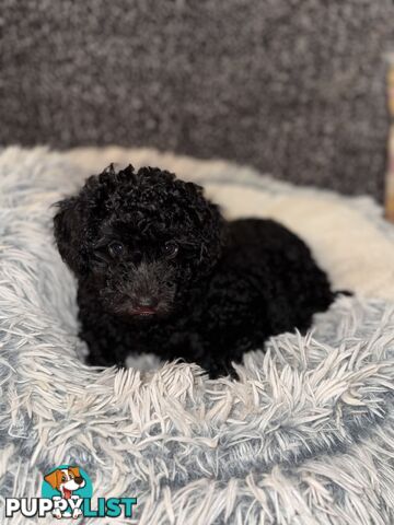 Toy poodle pups