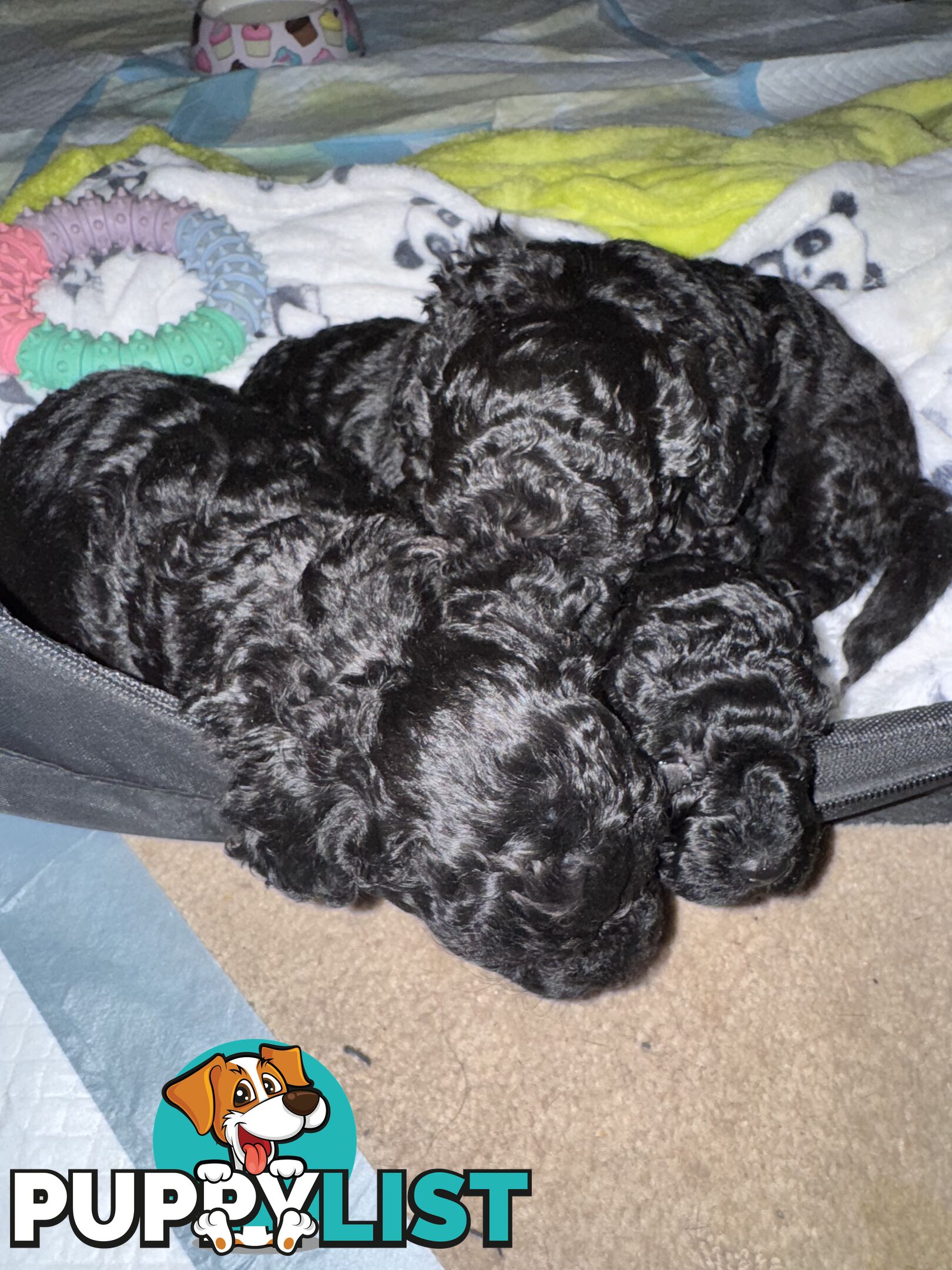 Toy poodle pups