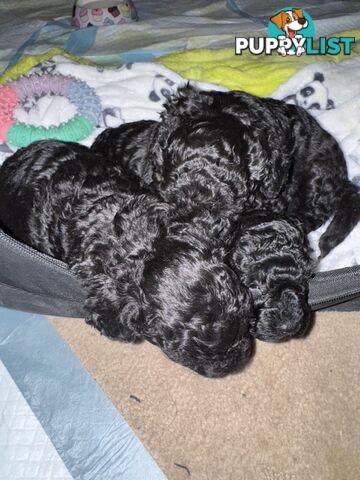 Toy poodle pups