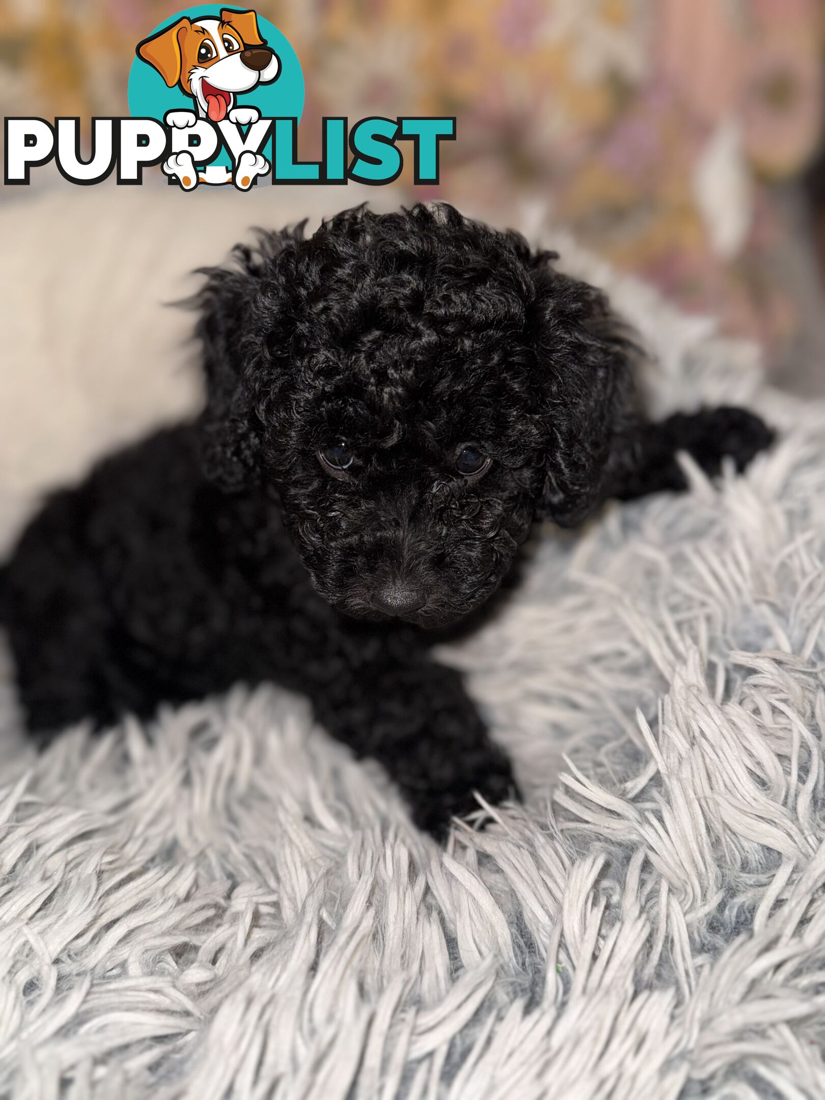 Toy poodle pups
